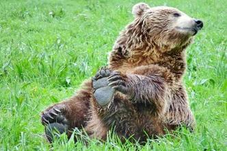 (foto: Libearty Bear Sanctuary/Reprodução) (foto: Libearty Bear Sanctuary/Reprodução)