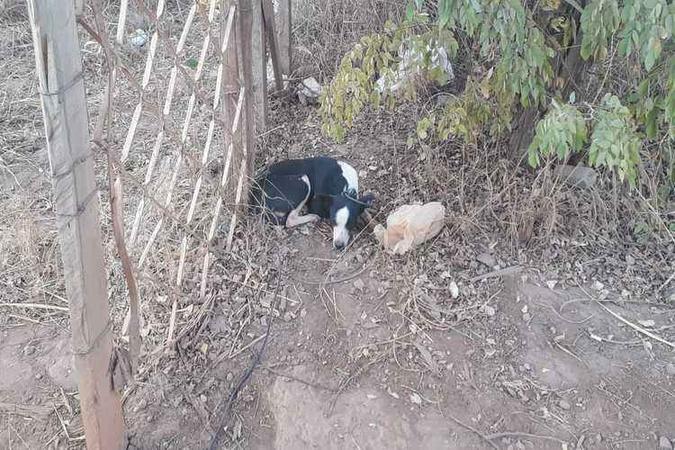 Cadela vítima de zoofilia tem aproximadamente 4 anos(foto: Polícia Militar/Divulgação) Cadela vítima de zoofilia tem aproximadamente 4 anos(foto: Polícia Militar/Divulgação)
