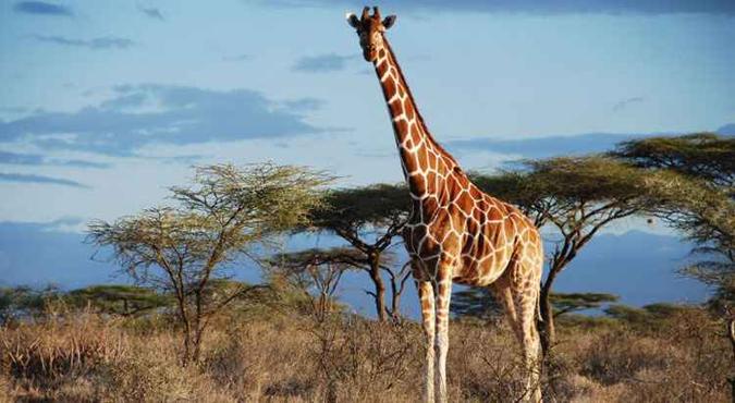 Girafa-reticulada, que pode ser encontrada no Quênia: diferença entre as grandalhonas chega a ser tão grande quanto a que separa ursos-polares e marrons(foto: Julian Fennessy/Divulgação ) Girafa-reticulada, que pode ser encontrada no Quênia: diferença entre as grandalhonas chega a ser tão grande quanto a que separa ursos-polares e marrons(foto: Julian Fennessy/Divulgação )