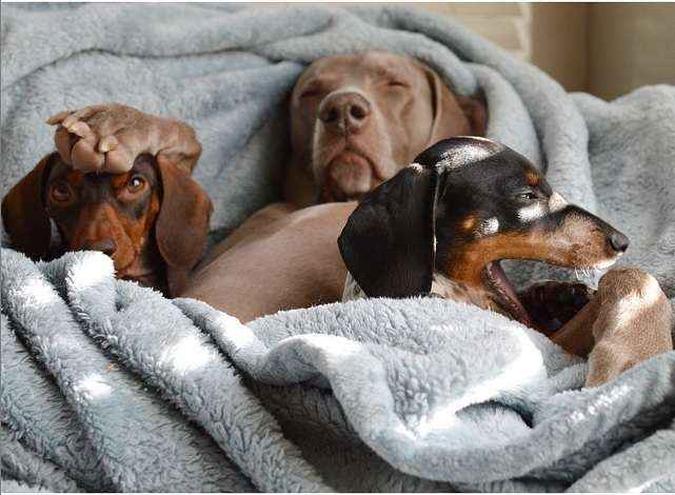 (foto: Reprodução do Instagram/ @harlowandsage) (foto: Reprodução do Instagram/ @harlowandsage)