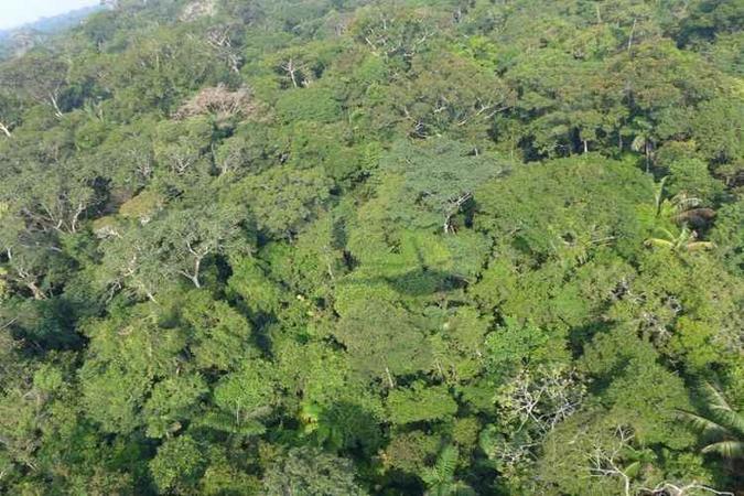 Vista aérea da Amazônia: área desmatada cresce há cinco meses seguidos(foto: Nigel Pitman/The Field Museum) Vista aérea da Amazônia: área desmatada cresce há cinco meses seguidos(foto: Nigel Pitman/The Field Museum)