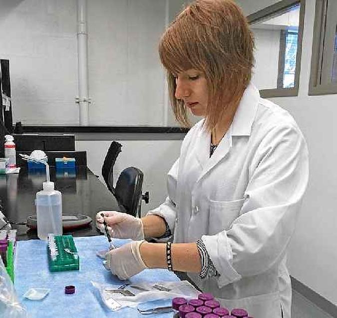 Depois dos testes comportamentais, Bridgett vonHoldt extraiu o DNA de cães e lobos(foto: Universidade de Princeton/Divulgação) Depois dos testes comportamentais, Bridgett vonHoldt extraiu o DNA de cães e lobos(foto: Universidade de Princeton/Divulgação)
