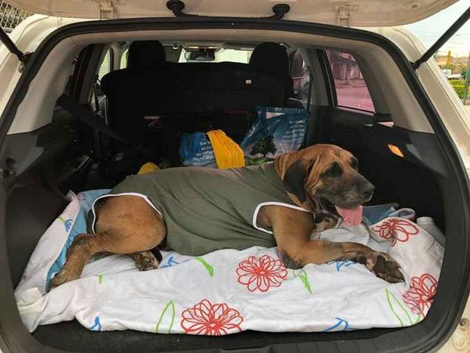 A cadela Formosa está operada e, durante o período pós-operatório, ficará na casa da médica Gabriela (foto: Samu/Divulgação) A cadela Formosa está operada e, durante o período pós-operatório, ficará na casa da médica Gabriela (foto: Samu/Divulgação)