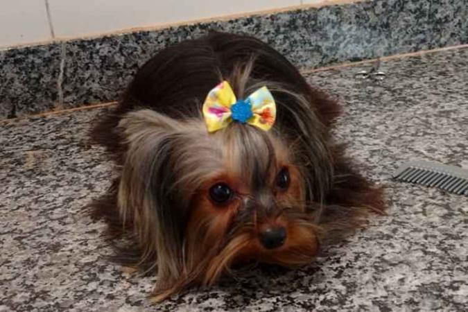 Jade é uma Yorkshire e pesa menos de 1 kg(foto: Arquivo Pessoal) Jade é uma Yorkshire e pesa menos de 1 kg(foto: Arquivo Pessoal)