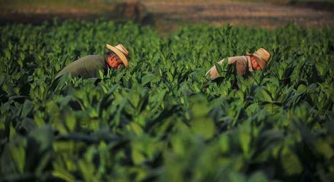 As novas normativas duplicam de 10 para 20 anos o período de usufruto das terras para agricultores privados(foto: Yamil Lage) As novas normativas duplicam de 10 para 20 anos o período de usufruto das terras para agricultores privados(foto: Yamil Lage)