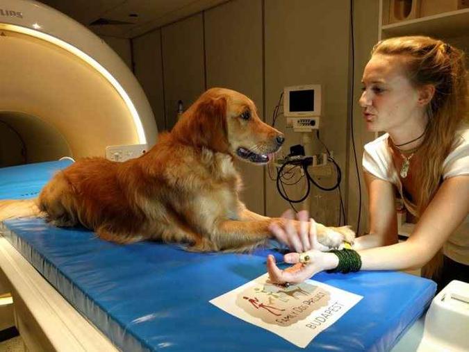 Cão usado nos testes com uma das pesquisadoras: exames de ressonância magnética mostraram que os hemisférios do cérebro processam palavras e entonações(foto: Eniko Kubinyi/Divulgação) Cão usado nos testes com uma das pesquisadoras: exames de ressonância magnética mostraram que os hemisférios do cérebro processam palavras e entonações(foto: Eniko Kubinyi/Divulgação)