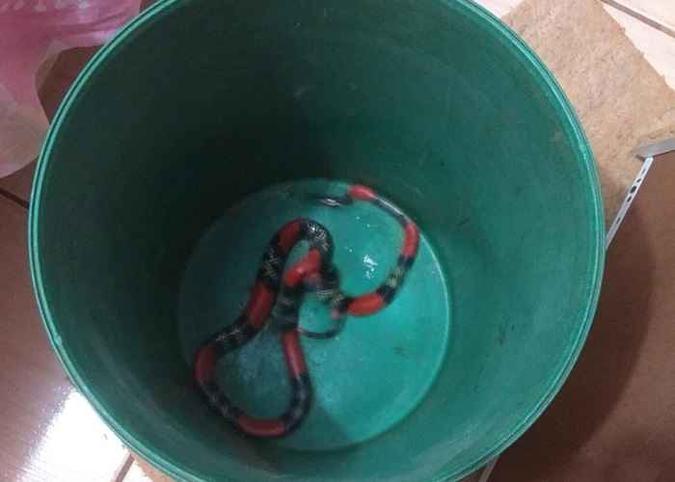 A cobra foi encaminhada ao Cetas e diagnosticada como uma coral verdadeira, cuja picada pode ser mortal.(foto: Divulgalção PMDF.) A cobra foi encaminhada ao Cetas e diagnosticada como uma coral verdadeira, cuja picada pode ser mortal.(foto: Divulgalção PMDF.)
