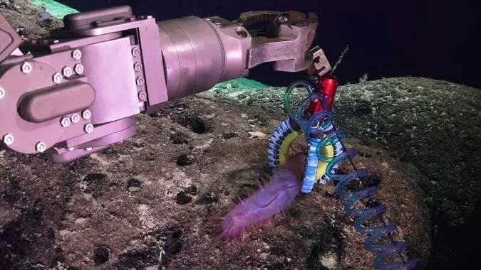 Protótipo pega um pepino-do-mar a mais de 1.200 metros de profundidade: habilidade com seres frágeis(foto: Vogt et al., 2018, courtesy of Schmidt Ocean Institute/Divulgação) Protótipo pega um pepino-do-mar a mais de 1.200 metros de profundidade: habilidade com seres frágeis(foto: Vogt et al., 2018, courtesy of Schmidt Ocean Institute/Divulgação)