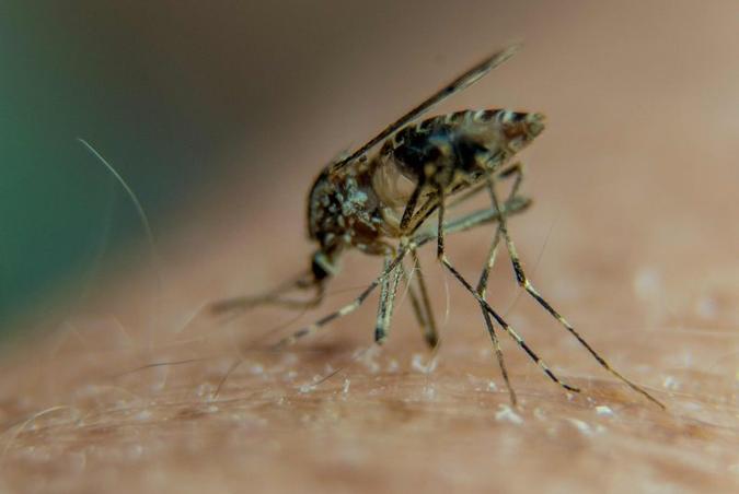 Mosquito <i>Aedes Aegypti</i>, transmissor da dengue (foto: PHILIPPE HUGUEN) Mosquito <i>Aedes Aegypti</i>, transmissor da dengue (foto: PHILIPPE HUGUEN)