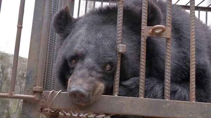 Uma família chinesa tomou um susto quando descobriu que seu filhote de cachorro na realidade se tratava de um urso(foto: YouTube/CGTN) Uma família chinesa tomou um susto quando descobriu que seu filhote de cachorro na realidade se tratava de um urso(foto: YouTube/CGTN)