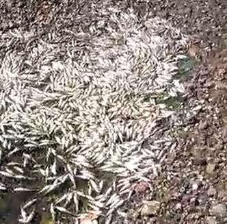 Os peixes foram encontrados mortos em julho(foto: Reprodução) Os peixes foram encontrados mortos em julho(foto: Reprodução)