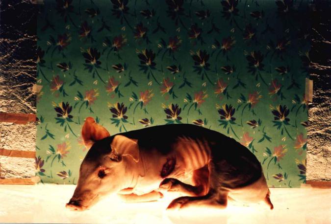O aclamado curta documental Ilha das flores, de Jorge Furtado, faz parte do catálogo da produtora, assim como longa Meu tio matou um cara, do mesmo diretor(foto: Casa de Cinema de Porto Alegre/Divulgação) O aclamado curta documental Ilha das flores, de Jorge Furtado, faz parte do catálogo da produtora, assim como longa Meu tio matou um cara, do mesmo diretor(foto: Casa de Cinema de Porto Alegre/Divulgação)