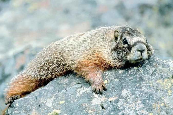 Casos de peste bubônica estão comumente associados ao consumo, manipulação ou contato indevido com animais, especialmente roedores; no caso da Mongólia, últimos casos tiveram ligação com marmotas(foto: Creative commons) Casos de peste bubônica estão comumente associados ao consumo, manipulação ou contato indevido com animais, especialmente roedores; no caso da Mongólia, últimos casos tiveram ligação com marmotas(foto: Creative commons)