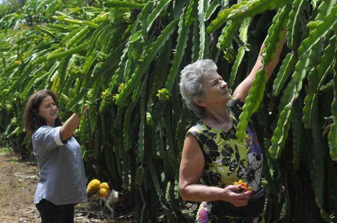 A produção de flores tropicais sustenta a família Jakubowsi (foto: Minervino Junior/CB/D.A Press) A produção de flores tropicais sustenta a família Jakubowsi (foto: Minervino Junior/CB/D.A Press)