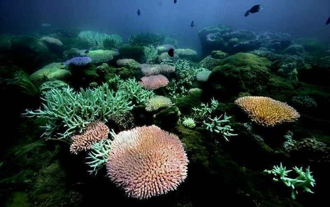 A resiliência dos corais da Austrália está nas variações genéticas entre as populações: o aumento da temperatura das águas pode levá-los à morte por fome ou por doenças(foto: Eric G Matson/Australian Institute of Marine Science/Divulgação) A resiliência dos corais da Austrália está nas variações genéticas entre as populações: o aumento da temperatura das águas pode levá-los à morte por fome ou por doenças(foto: Eric G Matson/Australian Institute of Marine Science/Divulgação)