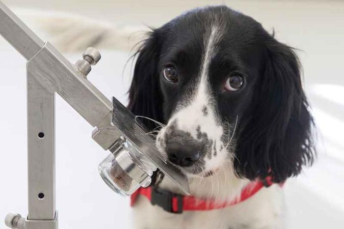 Freya é um dos cães treinados para farejar a doença: estratégia poderá ser adotada em portos e aeroportos(foto: Medical Detection Dogs/Divulgação) Freya é um dos cães treinados para farejar a doença: estratégia poderá ser adotada em portos e aeroportos(foto: Medical Detection Dogs/Divulgação)