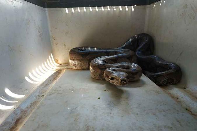 A cobra tinha um metro e meio e foi encontrada em uma moita, no jardim da casa(foto: PMDF/Divulgação) A cobra tinha um metro e meio e foi encontrada em uma moita, no jardim da casa(foto: PMDF/Divulgação)