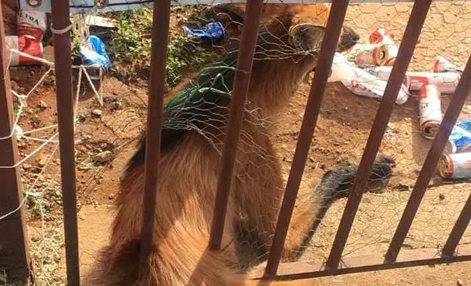 Ao tentar entrar em uma casa, o animal ficou preso no portão e foi liberto pelos policiais(foto: PMDF/Divulgação) Ao tentar entrar em uma casa, o animal ficou preso no portão e foi liberto pelos policiais(foto: PMDF/Divulgação)