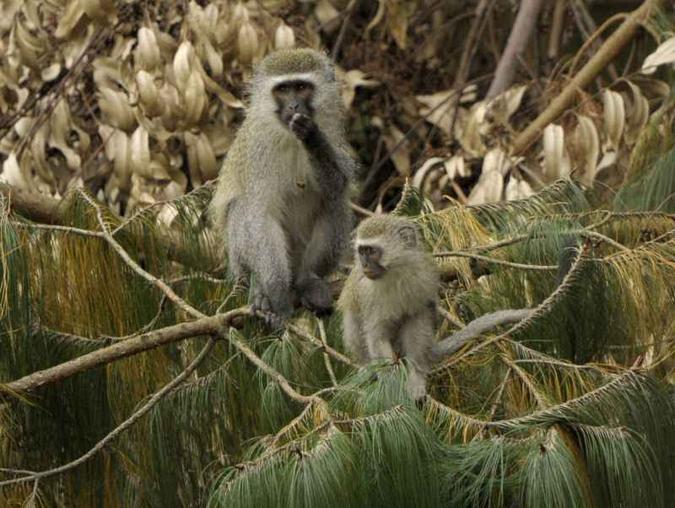 Responsáveis pelos mais novos, as macacas vervet cuidam de estratégias de guerra para evitar que falte alimento ao grupo(foto: Juan Mabromata/AFP - 27/6/10) Responsáveis pelos mais novos, as macacas vervet cuidam de estratégias de guerra para evitar que falte alimento ao grupo(foto: Juan Mabromata/AFP - 27/6/10)