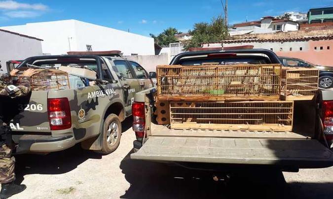 Entre as aves, havia 45 canários da terra e dois canários baianos (foto: BPMA/Divulgação) Entre as aves, havia 45 canários da terra e dois canários baianos (foto: BPMA/Divulgação)