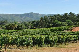 As vinhas são o ponto alto e atraem muito viajantes(foto: Airdiogo/Flickr ) As vinhas são o ponto alto e atraem muito viajantes(foto: Airdiogo/Flickr )