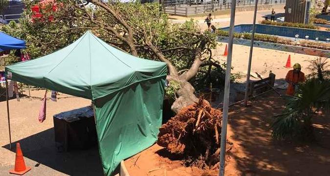 Árvore caiu sobre duas tendas em feira de artesanato na Praça do Relógio(foto: Divulgação/CBM) Árvore caiu sobre duas tendas em feira de artesanato na Praça do Relógio(foto: Divulgação/CBM)