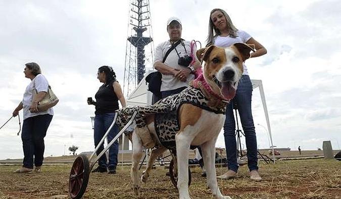 (foto: Wilson Dias/ABr) (foto: Wilson Dias/ABr)