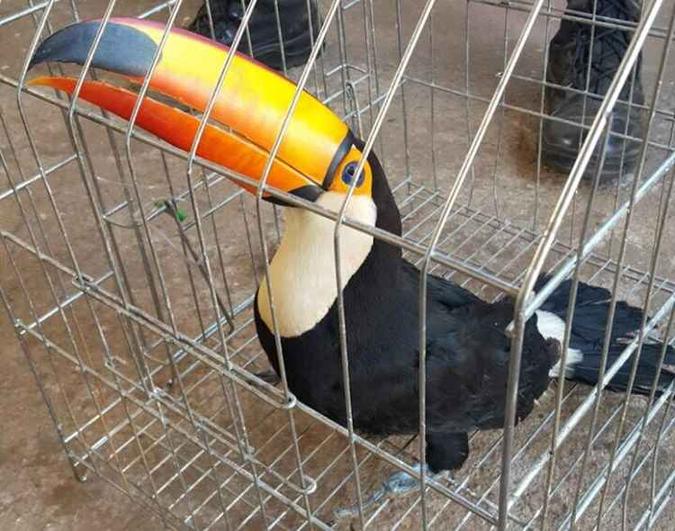 O tucano foi resgatado em Samambaia(foto: Polícia Militar/Divulgação) O tucano foi resgatado em Samambaia(foto: Polícia Militar/Divulgação)