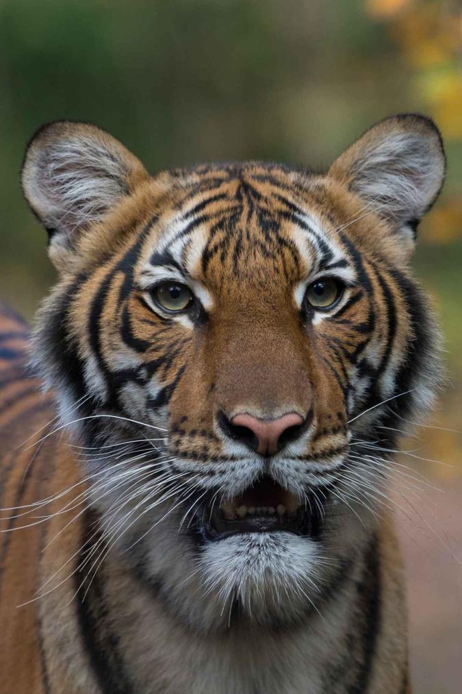 Tigresa malaia Nadia, que deu positivo para o Covid-19 no zoológico do Bronx, em Nova York(foto: JULIE LARSEN MAHER/Sociedade de Conservação da Vida/AFP) Tigresa malaia Nadia, que deu positivo para o Covid-19 no zoológico do Bronx, em Nova York(foto: JULIE LARSEN MAHER/Sociedade de Conservação da Vida/AFP)