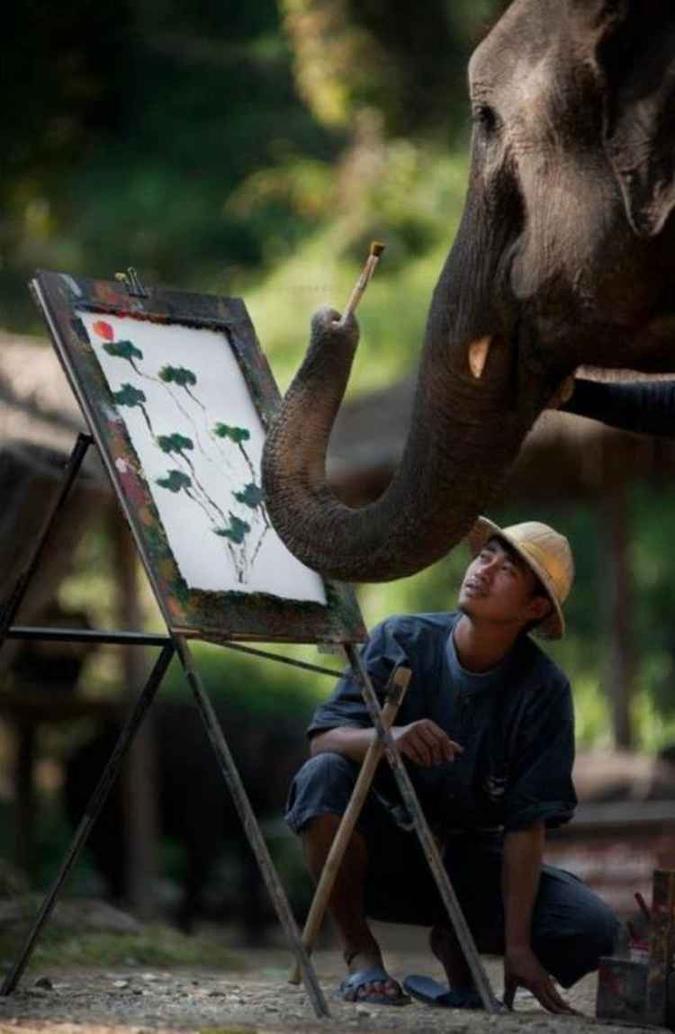 (foto: Maesa Elephant Camp/Reprodução) (foto: Maesa Elephant Camp/Reprodução)