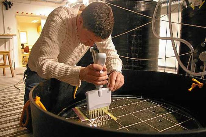 Tanques criados pelos cientistas reproduzem o impacto no ecossistema marinho: redução de algas e aumento de bactérias(foto: Sofi Jonsson/Divulgacao) Tanques criados pelos cientistas reproduzem o impacto no ecossistema marinho: redução de algas e aumento de bactérias(foto: Sofi Jonsson/Divulgacao)