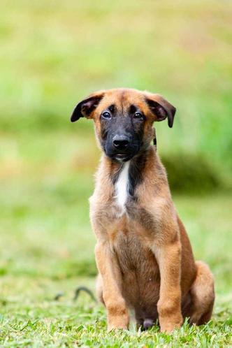 Cachorro tem 45 dias e fará parte do BPCães(foto: Divulgação / PMDF) Cachorro tem 45 dias e fará parte do BPCães(foto: Divulgação / PMDF)