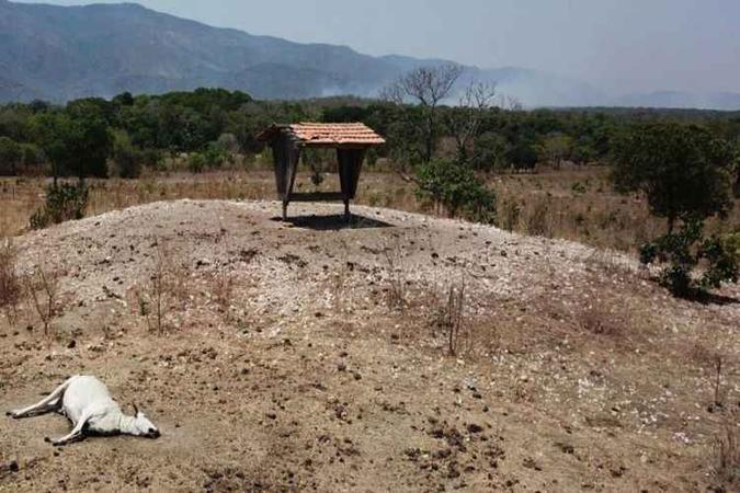 Animal morto devido à seca e estiagem: seca atinge 10 unidades da Federação(foto: Breno Fortes/CB/D.A Press) Animal morto devido à seca e estiagem: seca atinge 10 unidades da Federação(foto: Breno Fortes/CB/D.A Press)