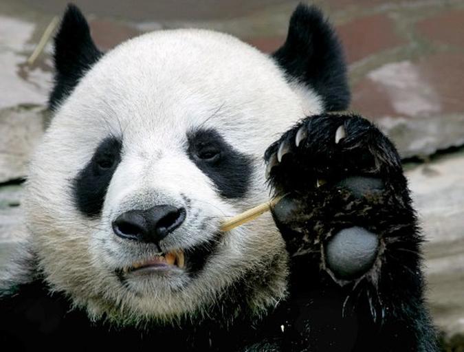 Panda Chuang Chuang morreu aos 19 anos em Chiang Mai, na Tailândia.(foto: Pornchai Kittiwongsakul/AFP) Panda Chuang Chuang morreu aos 19 anos em Chiang Mai, na Tailândia.(foto: Pornchai Kittiwongsakul/AFP)