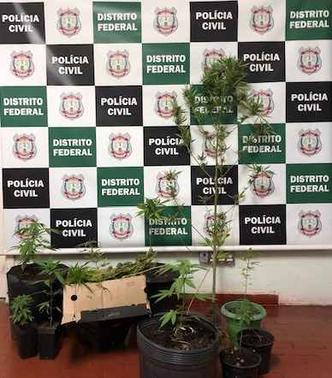 Além dos pés de maconha, agentes encontraram droga embalada para consumo(foto: Divulgação/PCDF) Além dos pés de maconha, agentes encontraram droga embalada para consumo(foto: Divulgação/PCDF)