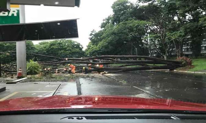 Por volta das 14h, deste domingo (8/12), uma árvore grande caiu entre as quadras 214/414 Sul, próximo a um posto de gasolina, deixando o trânsito interditado nos dois sentidos(foto: Divulgação/CBMDF) Por volta das 14h, deste domingo (8/12), uma árvore grande caiu entre as quadras 214/414 Sul, próximo a um posto de gasolina, deixando o trânsito interditado nos dois sentidos(foto: Divulgação/CBMDF)