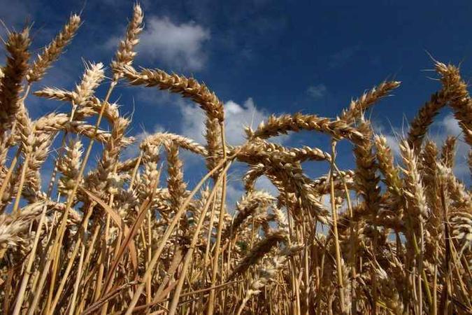 Pragas ameaçam 20% das cinco culturas que respondem por metade da ingestão calórica do mundo: trigo (foto), arroz, feijão, milho e soja(foto: Gerárd Paillard /Divulgação) Pragas ameaçam 20% das cinco culturas que respondem por metade da ingestão calórica do mundo: trigo (foto), arroz, feijão, milho e soja(foto: Gerárd Paillard /Divulgação)