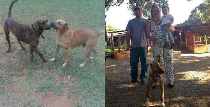 Vitinho e Zeus: cachorros foram resgatados e devolvidos a seus tutores(foto: Arquivo pessoal) Vitinho e Zeus: cachorros foram resgatados e devolvidos a seus tutores(foto: Arquivo pessoal)