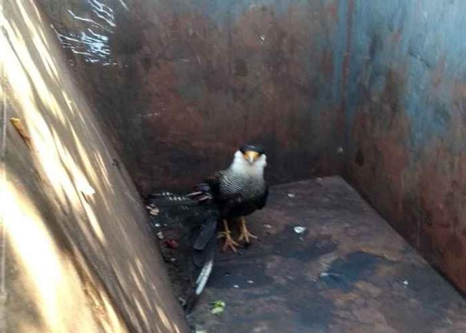 O carcará Centro foi encaminhado ao Centro de Triagem de Animais Silvestres do Ibama.(foto: Divulgalção PMDF.) O carcará Centro foi encaminhado ao Centro de Triagem de Animais Silvestres do Ibama.(foto: Divulgalção PMDF.)