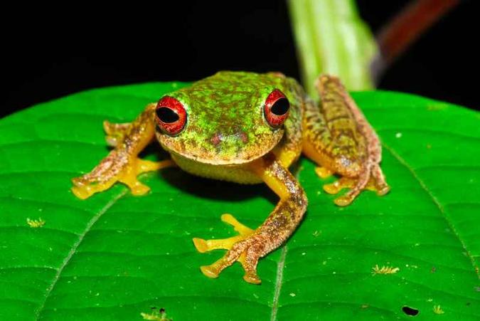 O quitrídio come a queratina presente na pele de sapos e rãs: animais são essenciais para ecossistemas diversos(foto: Jonathan E. Kolby/Honduras Amphibian Rescue & Conservation Center) O quitrídio come a queratina presente na pele de sapos e rãs: animais são essenciais para ecossistemas diversos(foto: Jonathan E. Kolby/Honduras Amphibian Rescue & Conservation Center)
