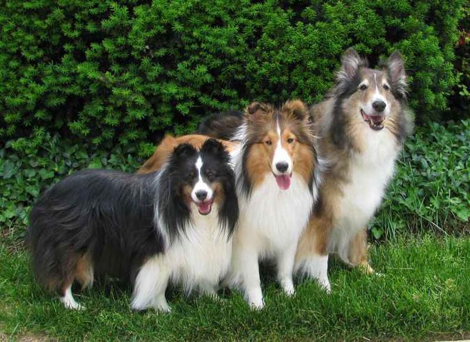 Três versões do cão boiadeiro: levantamento mostra muito mais diversidade do que se imaginava, com misturas do Reino Unido, do norte e do sul da Europa(foto: NIHs/Divulgação) Três versões do cão boiadeiro: levantamento mostra muito mais diversidade do que se imaginava, com misturas do Reino Unido, do norte e do sul da Europa(foto: NIHs/Divulgação)