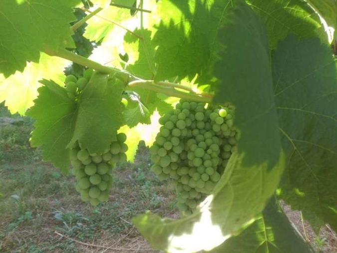 (foto: Quinta da Lixa/Divulgação) (foto: Quinta da Lixa/Divulgação)