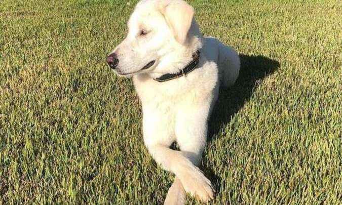 (foto: reprodu��o )