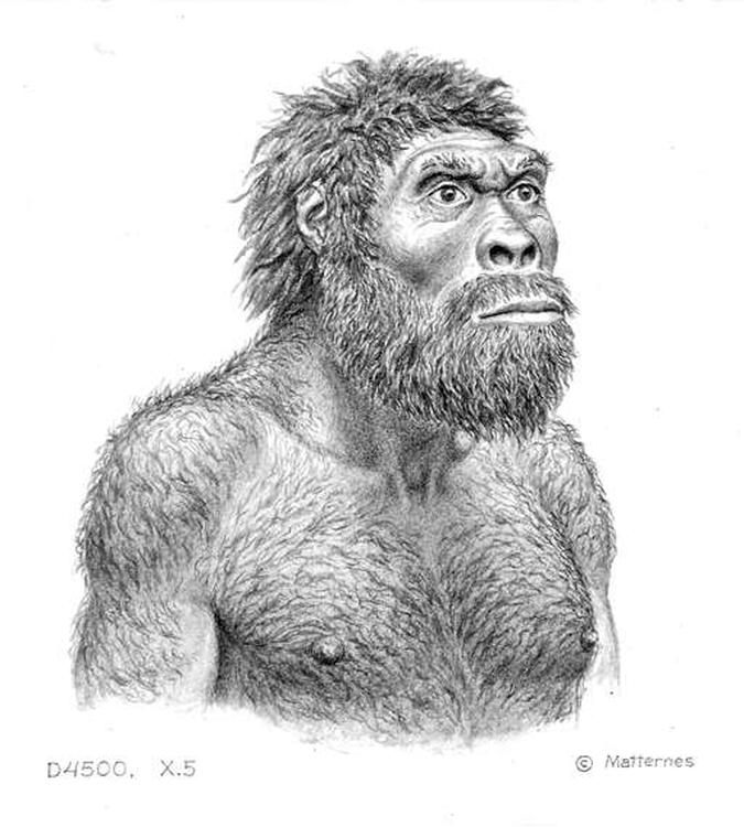 O crânio encontrado e a provável aparência do D4500: para os autores do estudo, uma só espécie de hominídeo habitava a África há 2 milhões de anos(foto: J.H. Matternes/Divulgação) O crânio encontrado e a provável aparência do D4500: para os autores do estudo, uma só espécie de hominídeo habitava a África há 2 milhões de anos(foto: J.H. Matternes/Divulgação)