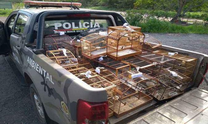 As aves eram criadas de forma irregular em uma chácara em Sobradinho(foto: Divulgação/PMDF) As aves eram criadas de forma irregular em uma chácara em Sobradinho(foto: Divulgação/PMDF)