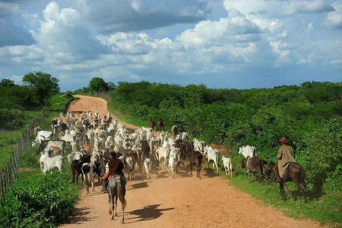 O abate de bovinos e suínos cresceu no segundo trimestre deste ano no país(foto: Fernando Frazão/Agência Brasil) O abate de bovinos e suínos cresceu no segundo trimestre deste ano no país(foto: Fernando Frazão/Agência Brasil)