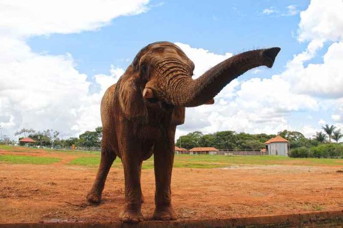 Ação foi ajuizada após suspeita de envenenamento do elefante Babu(foto: Jardim Zoológico de Brasília/Divulgação) Ação foi ajuizada após suspeita de envenenamento do elefante Babu(foto: Jardim Zoológico de Brasília/Divulgação)