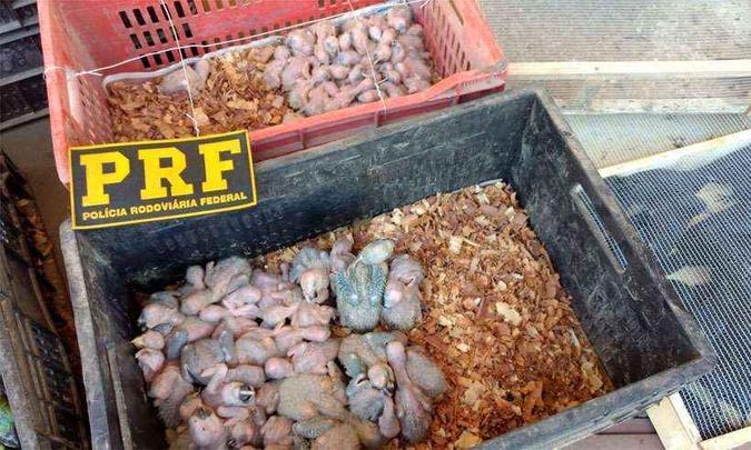 Policiais encontraram mais de 100 papagaios, a maioria filhotes(foto: PRF/Divulgação) Policiais encontraram mais de 100 papagaios, a maioria filhotes(foto: PRF/Divulgação)