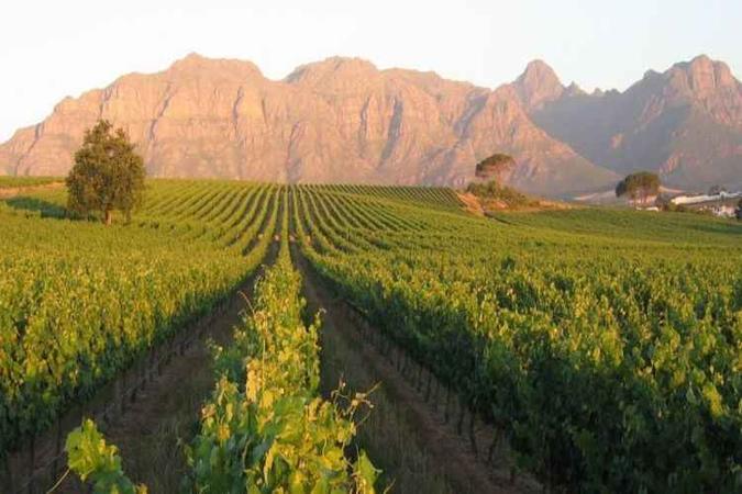 (foto: Oldenburg Vineyards/Divulgação) (foto: Oldenburg Vineyards/Divulgação)