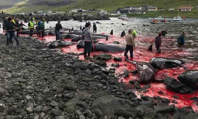 Noruega e Islândia são os únicos países que praticam abertamente a caça das baleias com fins comerciais. No caso da Dinamarca a caça é Noruega e Islândia são os únicos países que praticam abertamente a caça das baleias com fins comerciais. No caso da Dinamarca a caça é